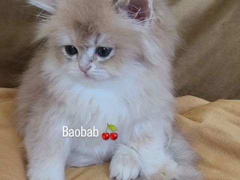 British Longhair disponible 1400 13014 Marseille