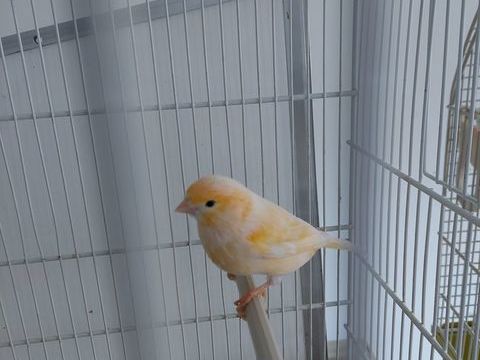 Canari m&acirc;le 55 91700 Sainte-genevi�ve-des-bois