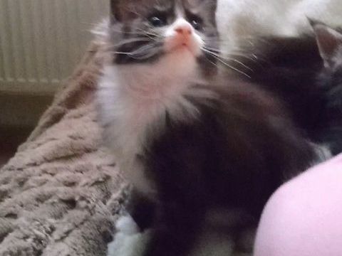 Sublime B&eacute;b&eacute; Femelle Maine Coon Black Silver et Blanc  1600 77300 Fontainebleau