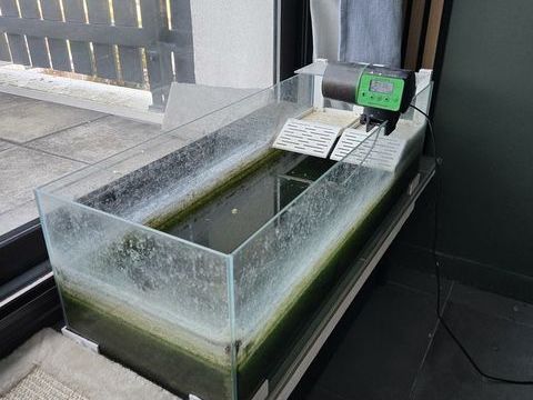 Don de deux tortues pelomedusa 0 77420 Champs-sur-marne