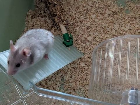 Hamsters 0 86000 Poitiers