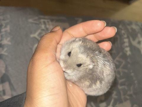 Hamster russe + cage copeau nourritures accessoires 60 91270 Vigneux-sur-seine