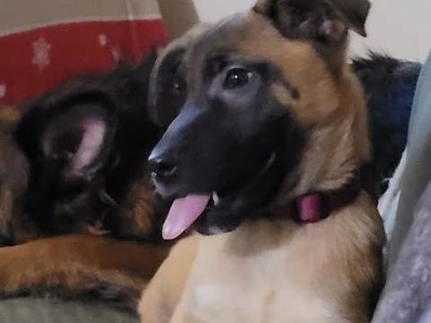 Chien ALASKA à l adoption 300 07400 Meysse