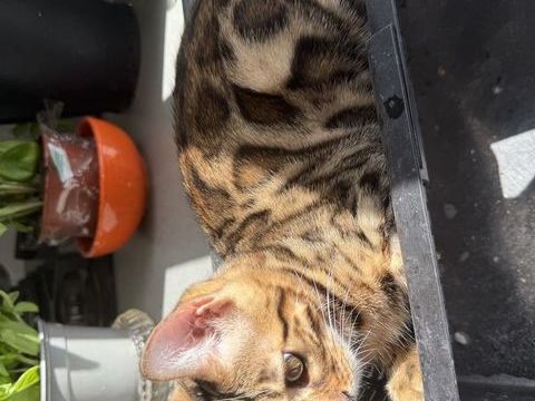 CHATON Bengal M&acirc;le LOOF Disponible 1200 69760 Limonest