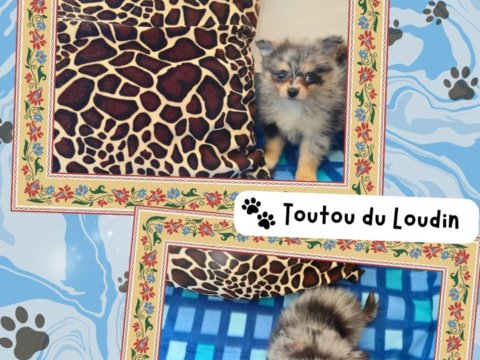 Chiot spitz femelle 1500 18140 Pr�cy