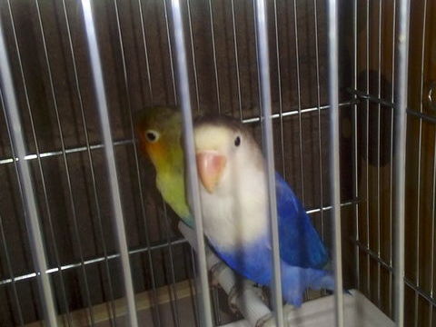 inséparables de fischer 25 22330 Plessala