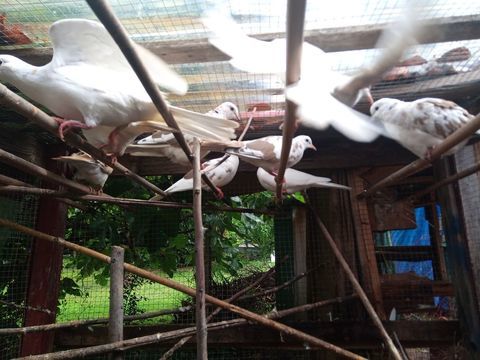 Avendre 6 tourterelle panach&eacute; 8 64250 Cambo-les-bains