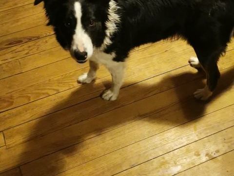 chienne Border Collie 10 14190 Estr�es-la-campagne
