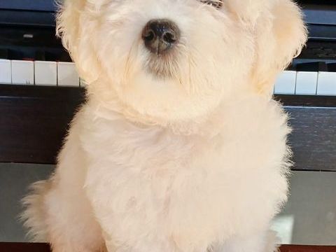splendide chiot Bichon  mâle  de 2 mois  550 97190 Le gosier