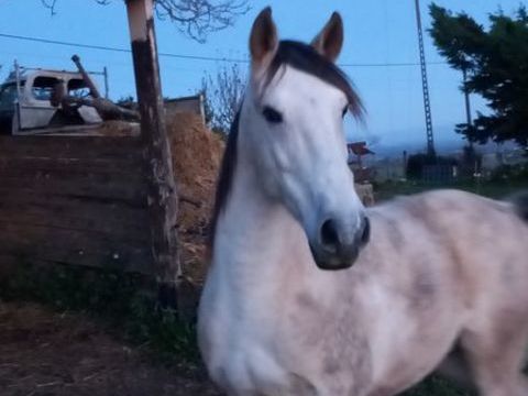 Hongre espagnol 1500 81190 Pampelonne