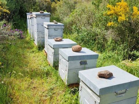 rucher + mat&eacute;riel apiculture 5000 06110 Le cannet