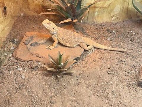 Pogona + &eacute;levage de blatte +  mat&eacute;riel int&eacute;gral 800 74210 Seythenex