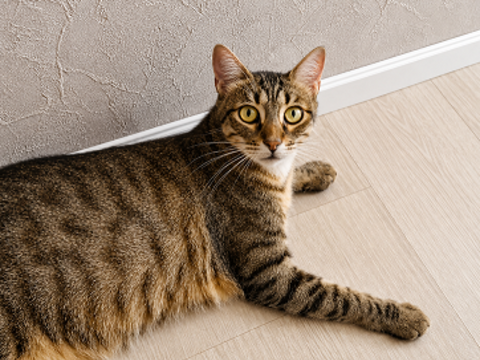YUKA CHAT TIGRE 1 AN 1/2 195 92260 Fontenay-aux-roses