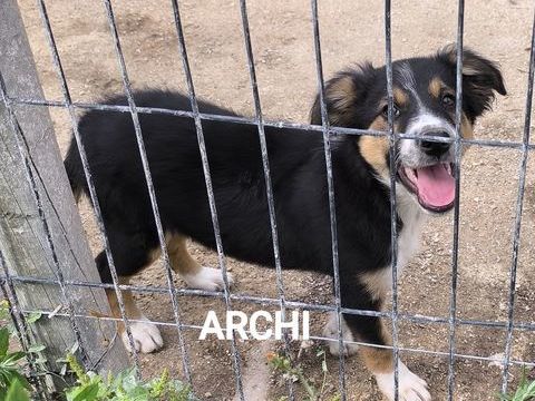 Chiot border collie non lof 500 16250 Blanzac-porcheresse