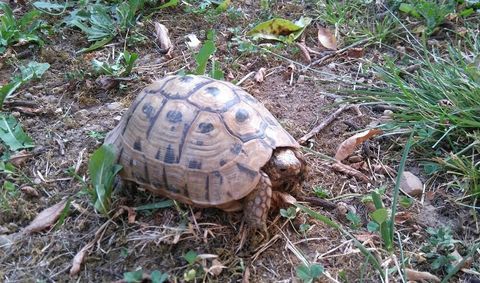 Tortue de terre 
M&acirc;le de 10 ans nee dans mon jardin 0 13014 Marseille