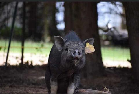 VAYA, adorable cochon vietnamien &agrave; l'adoption 40 44100 Nantes