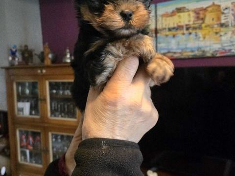 A+RESERVER+CHIOT+FEMELLE+YORSHIRE 1400 49300 Cholet