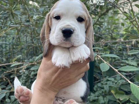 Chiot beagle de très grandes origines de beauté disponibles 1600 83470 Saint-maximin-la-sainte-baume