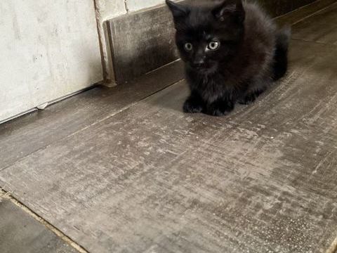 Petit chaton ( maman Maine coon / papa type europ&eacute;en) 100 95320 Saint-leu-la-forêt