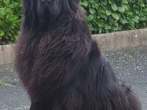 DE CHIOT TERRE NEUVE LOF 2100 85480 Thorigny