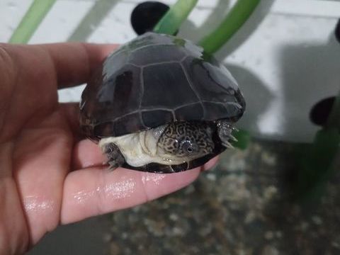 tortue pelomedusa 100 11390 Cuxac-cabards