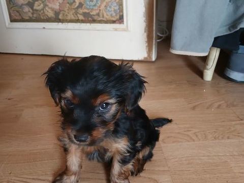 Yorkshire a adopter 850 29000 Quimper