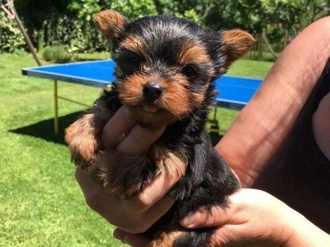 CHIOTS YORKSHIRE TERRIER EXCELLENTE LIGNE 950 56400 Pluneret