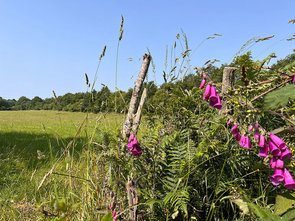   Vigneux-de-Bretagne (44360)