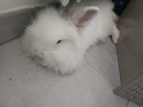 Lapin nain angora 7 mois 25 13190 Allauch