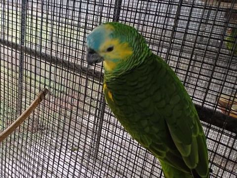 amazone a front bleu 700 83000 Toulon