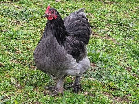 Coqs Orpington nains de couleur splash et bleue 10 21130 Auxonne