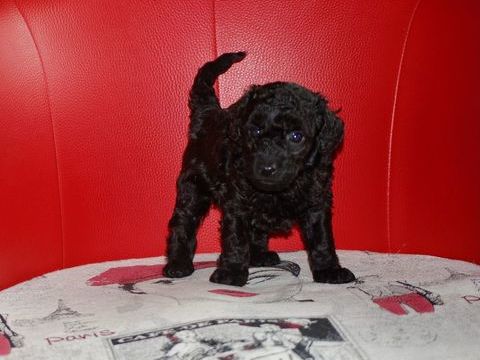 Caniche toy et nain 1250 86000 Poitiers
