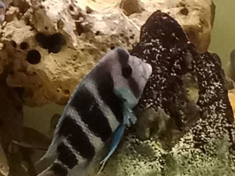 3 Frontosa 180 13013 Marseille