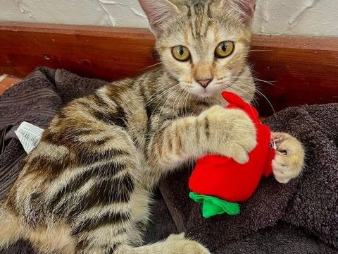 🐾 Aziza, femelle X europ&eacute;en, n&eacute;e le 05/05/2025🐱 200 78000 Versailles