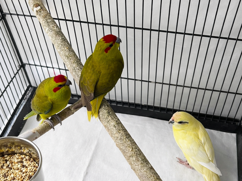 Kakariki 40 76330 Notre-dame-de-gravenchon