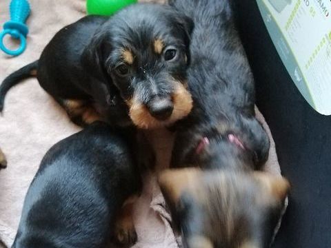 teckel poil dur
1000 16230 Mansle