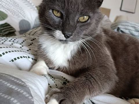 Newton 90 61000 Alenon