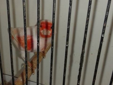 canari 50 76540 Angerville-la-martel