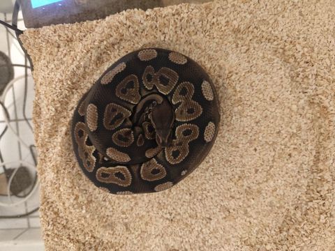 Python Royale 2 ans (avec terrarium et accessoires) 250 42700 Firminy