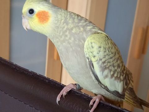 EAM PERRUCHE CALOPSITTE 150 33140 Villenave-d'ornon