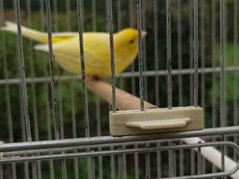 Canari  waterslager  de race pure 40 59299 Boeschepe