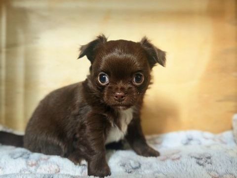 A r&eacute;server b&eacute;b&eacute;s chihuahua poils longs chocolat 
0 29520 Châteauneuf-du-faou