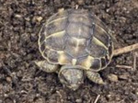   BB tortue  