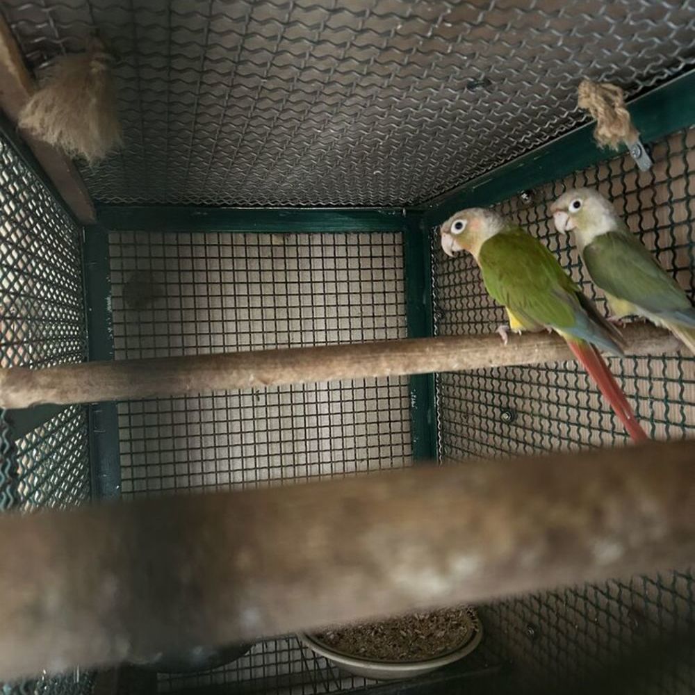   Couple conure molinae repro 