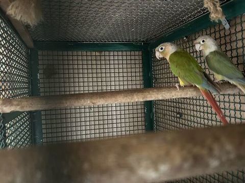 Couple conure molinae repro 200 66000 Perpignan