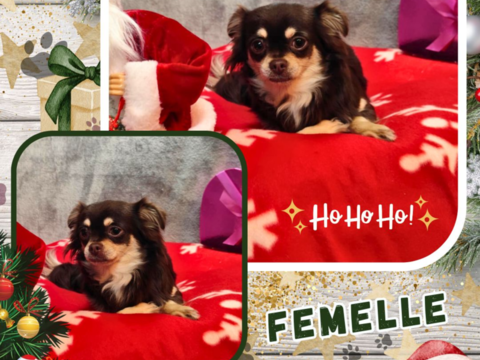 Chiot chihuahua femelle poils longs 650 18140 Prcy