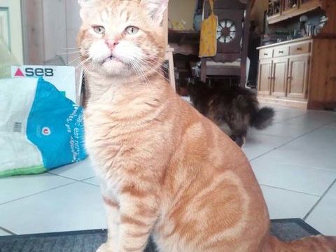 TZUKI, magnifique chat roux &agrave; adopter via l'association UMA 200 44220 Cou�ron