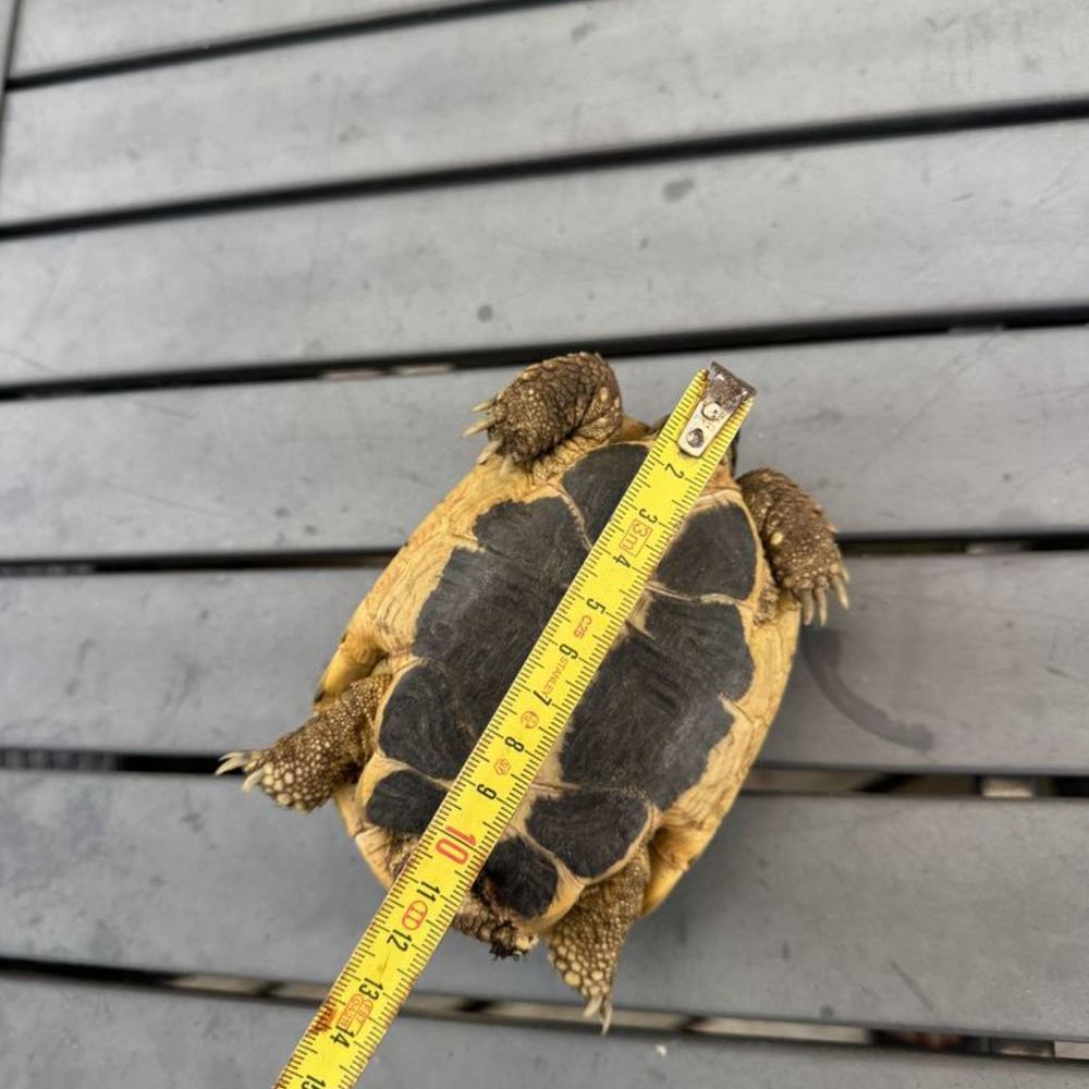   Tortue Herman mâle 5 ans 