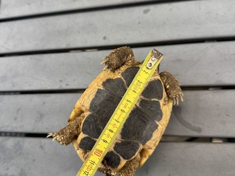 Tortue Herman m&acirc;le 5 ans 250 91310 Montlhéry