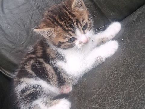 Donne 3 chatons femelle  0 53100 Contest